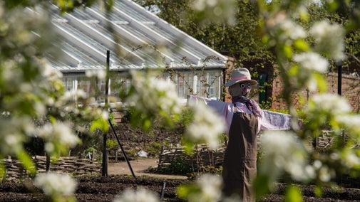 Scarecrow in the potato bed framed by pear blossom at Calke Abbey, Derbyshire